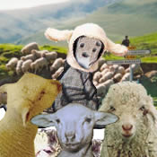 lil_dawg in admiration of sheep