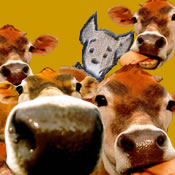 lil_dawg hates cows