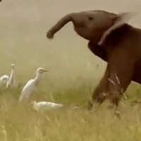 Elephant vs. Egrets