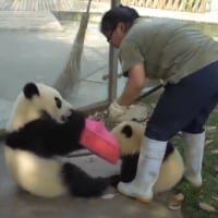 Pandas vs woman trying to clean their cage (not new, but just so cute) 