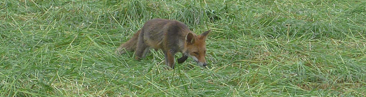 A fox hunting for mice in a green, freshly mowed field