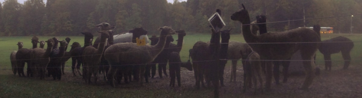 A flock of alpacas on a field in the early morning