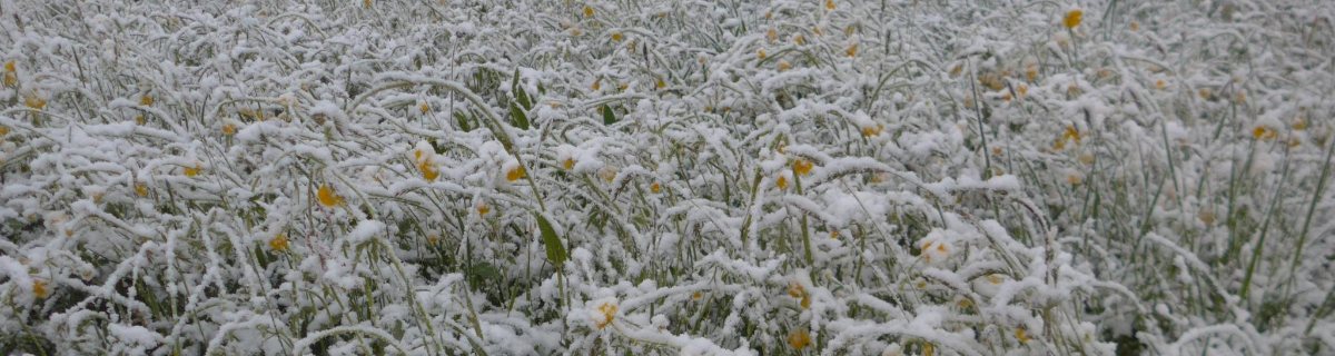 A field with some snow, but underneath it shine some yellow flowers
