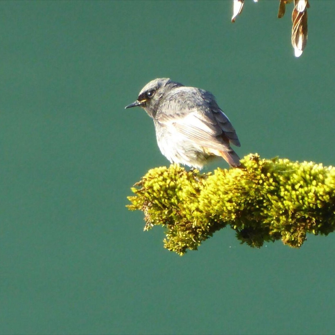 Photo of black redstart on a mossy branch