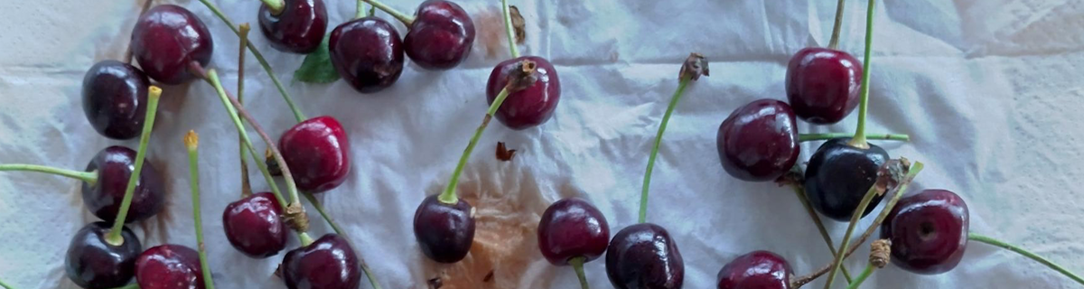 Fresh cherries on a white handkerchief