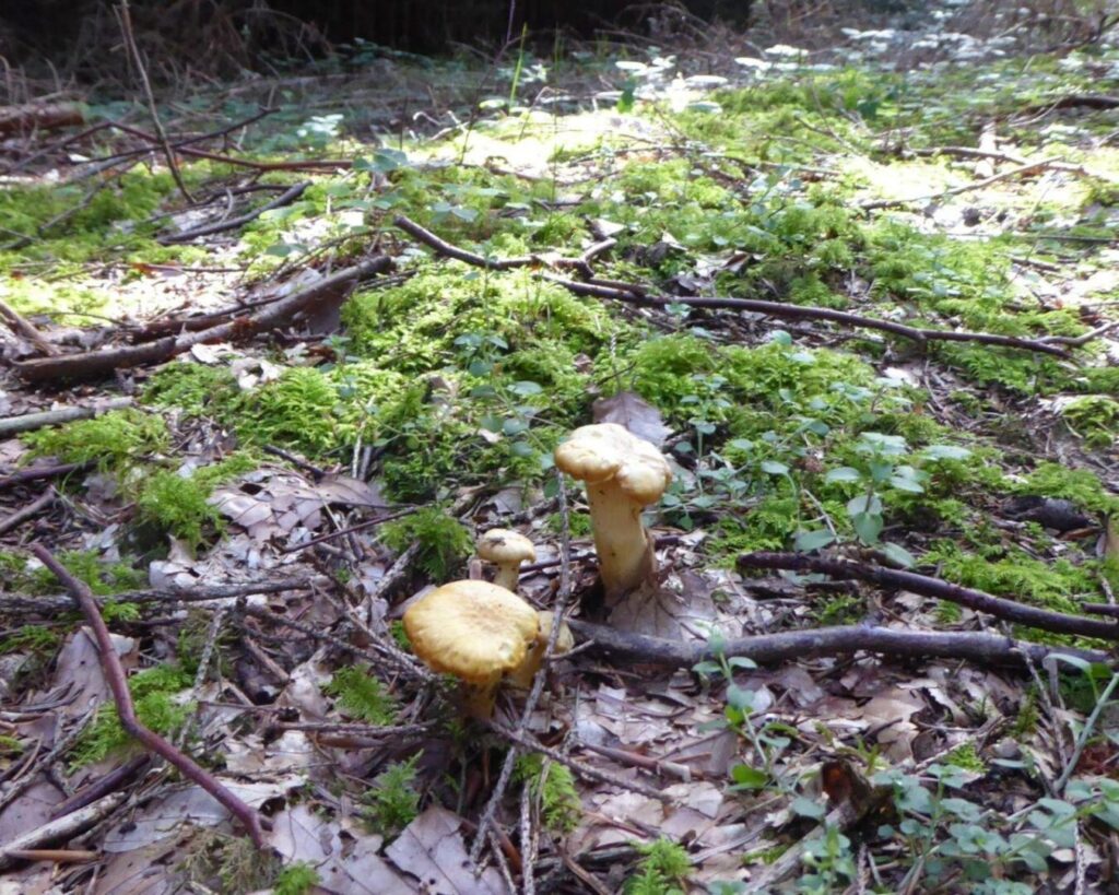 Some mushrooms in the forest