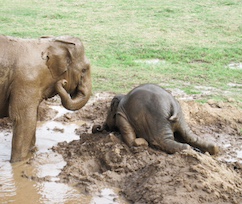 Elephantrum, a small elephant throws a tantrum in the mud