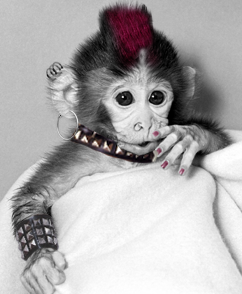 Monkeypunk, literally a small monkey dressed like a punk