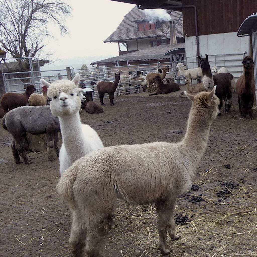 An alpaca is staring straight at the camera surrounded by friends
