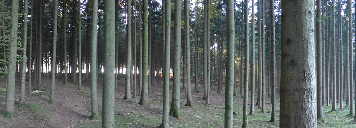 A forest of red woods in the evening light