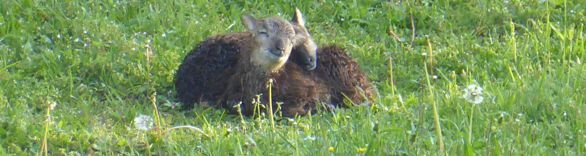 Two soay lambs cuddle with each other looking blissed out in the morning sun