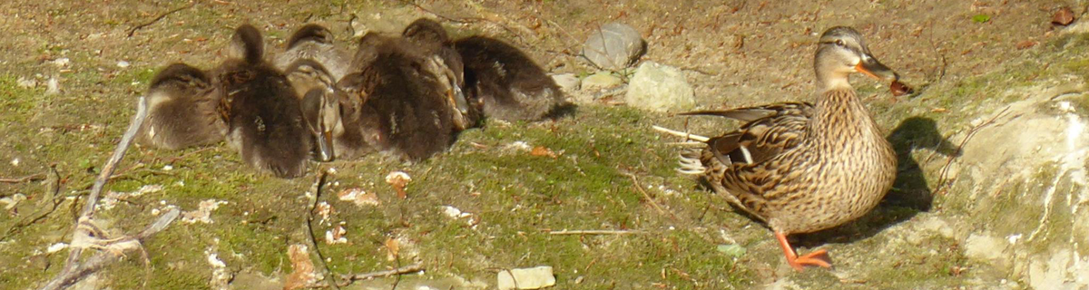 A mother duck stands besides a large group of duckies, huddled together in the morning sun