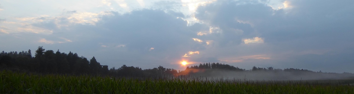 A corn field and a forest in front of the sun breaking through clouds