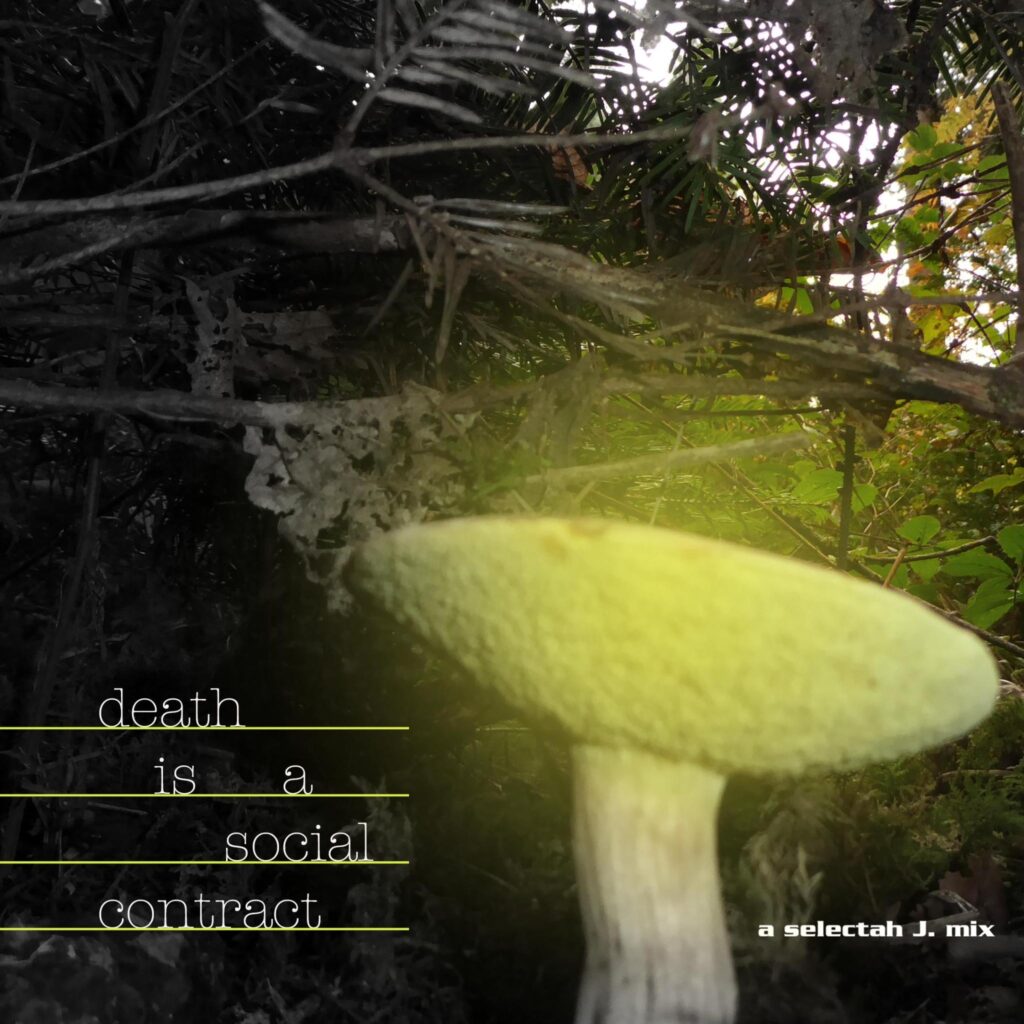 A bolet mushroom looks green and out of focus, behind it a tree trunk and some trees, the title of the mixtape is to the left and right