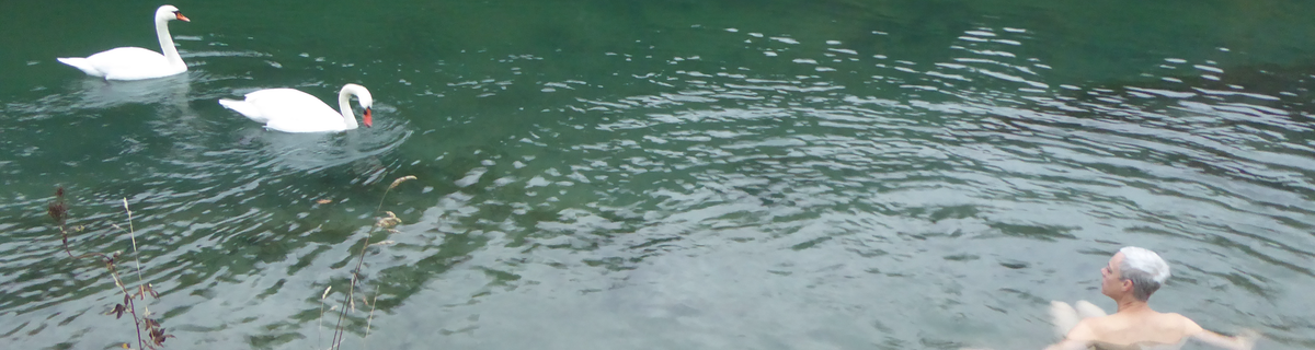 A person is swimming in a green river, while two swans are close by