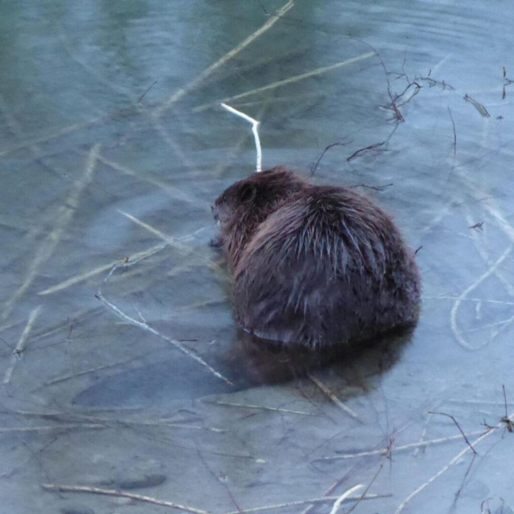 A beaver sits in cold water munching on sticks