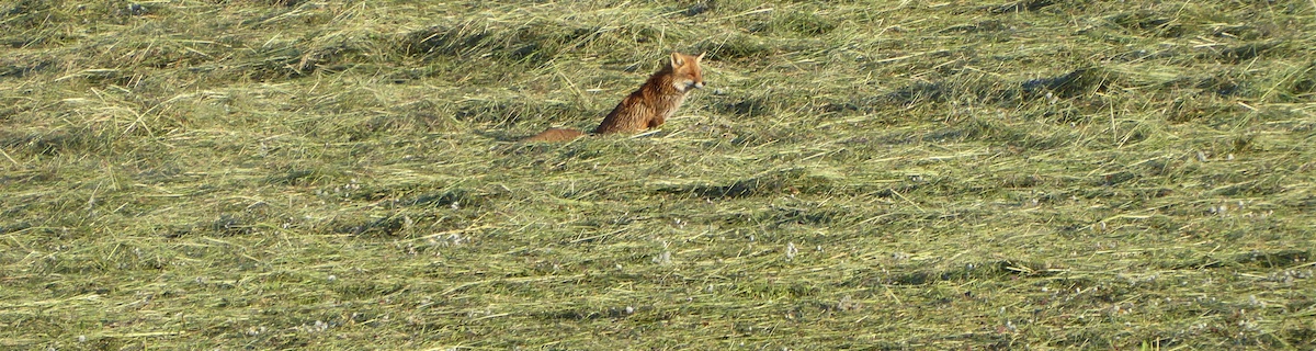 A fox is looking for food in a freshly mowed field of grass