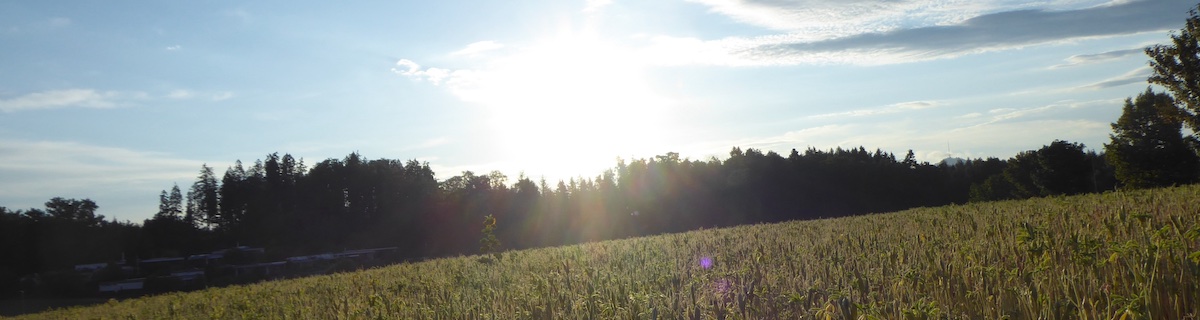 In a field of fave a single sun flower is keeping up the resistance