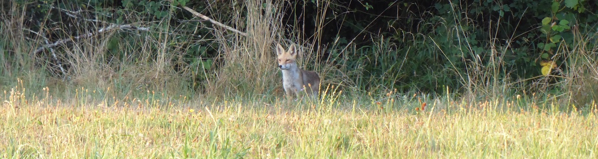 A fox on the edge of a wood observes the scene